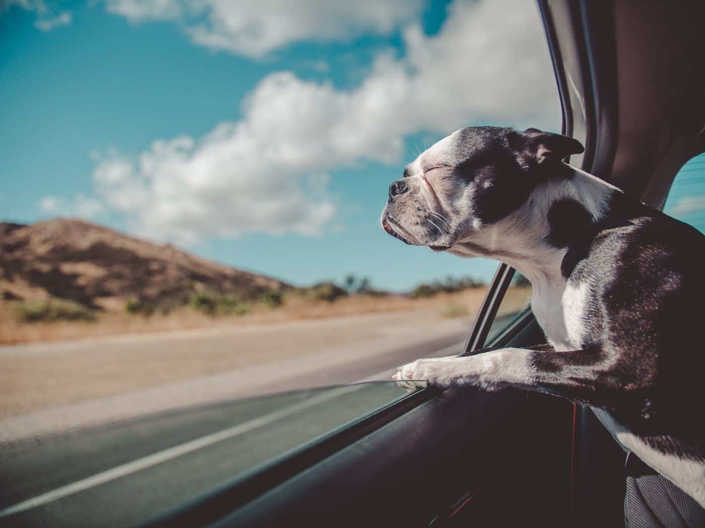 A dog enjoying a road trip