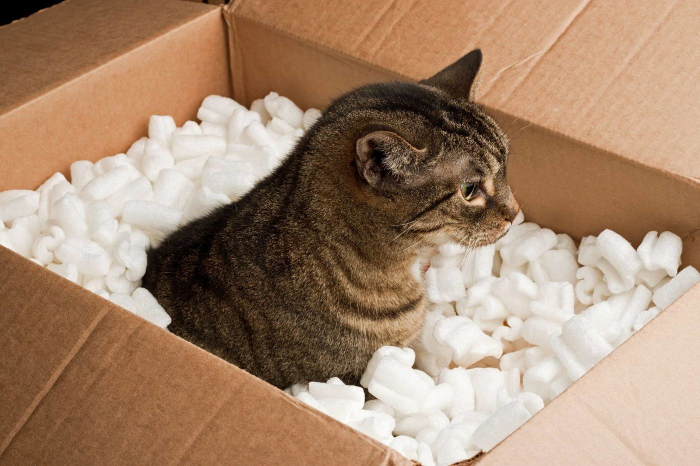 A cat in a box filled with foam peanuts