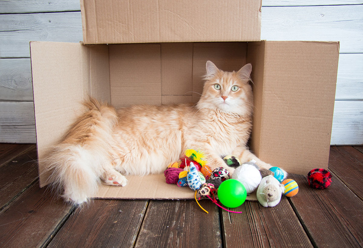 A cat in a box with toys before long-distance moving