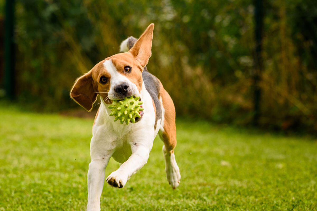 A dog running with a green ball in its mouth