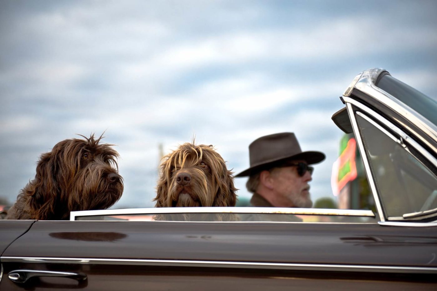 dogs in a black convertible