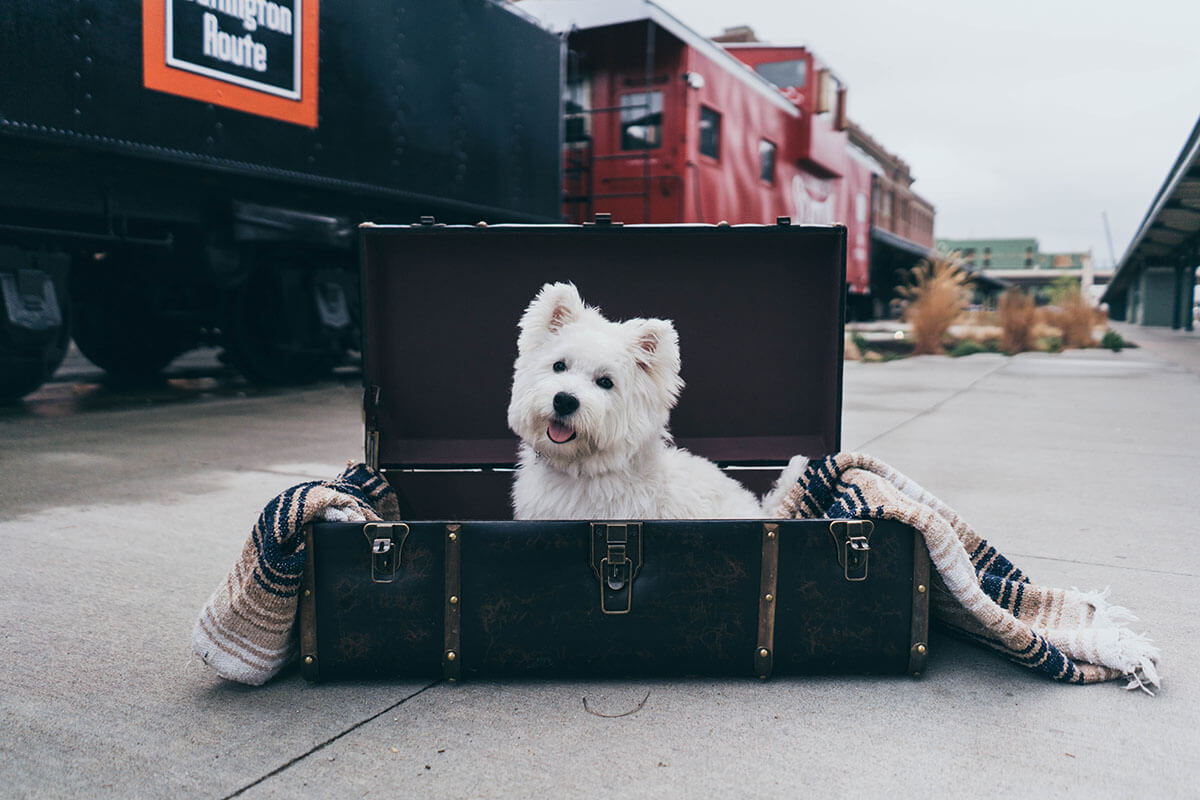 A white dog in a suitcase before the move