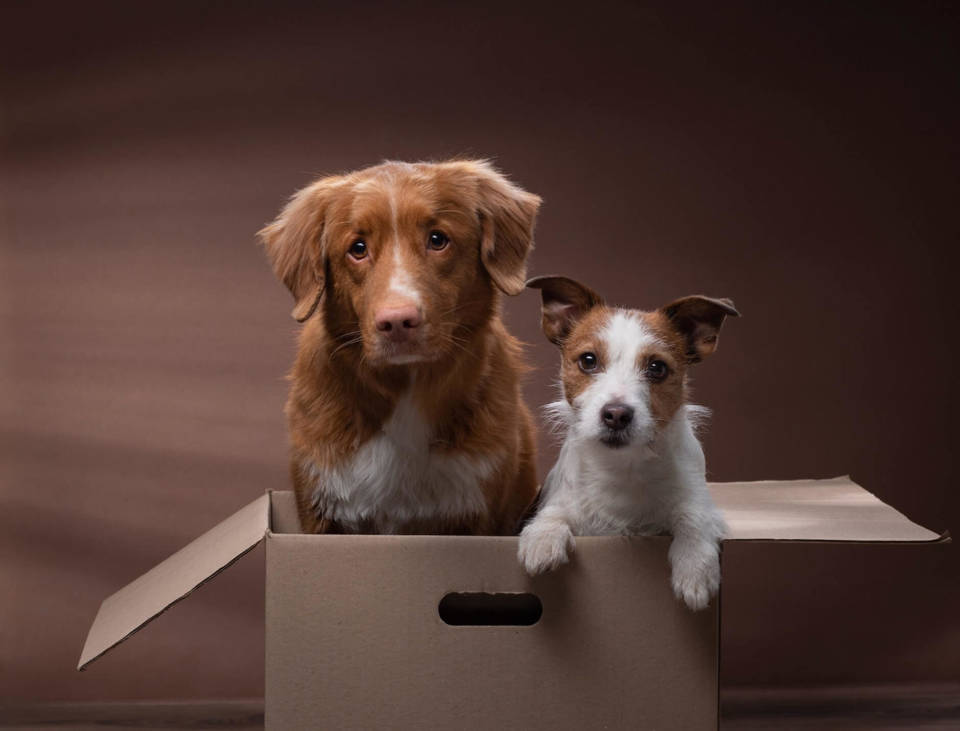 Two dogs in a box before being moved by an auto transport company