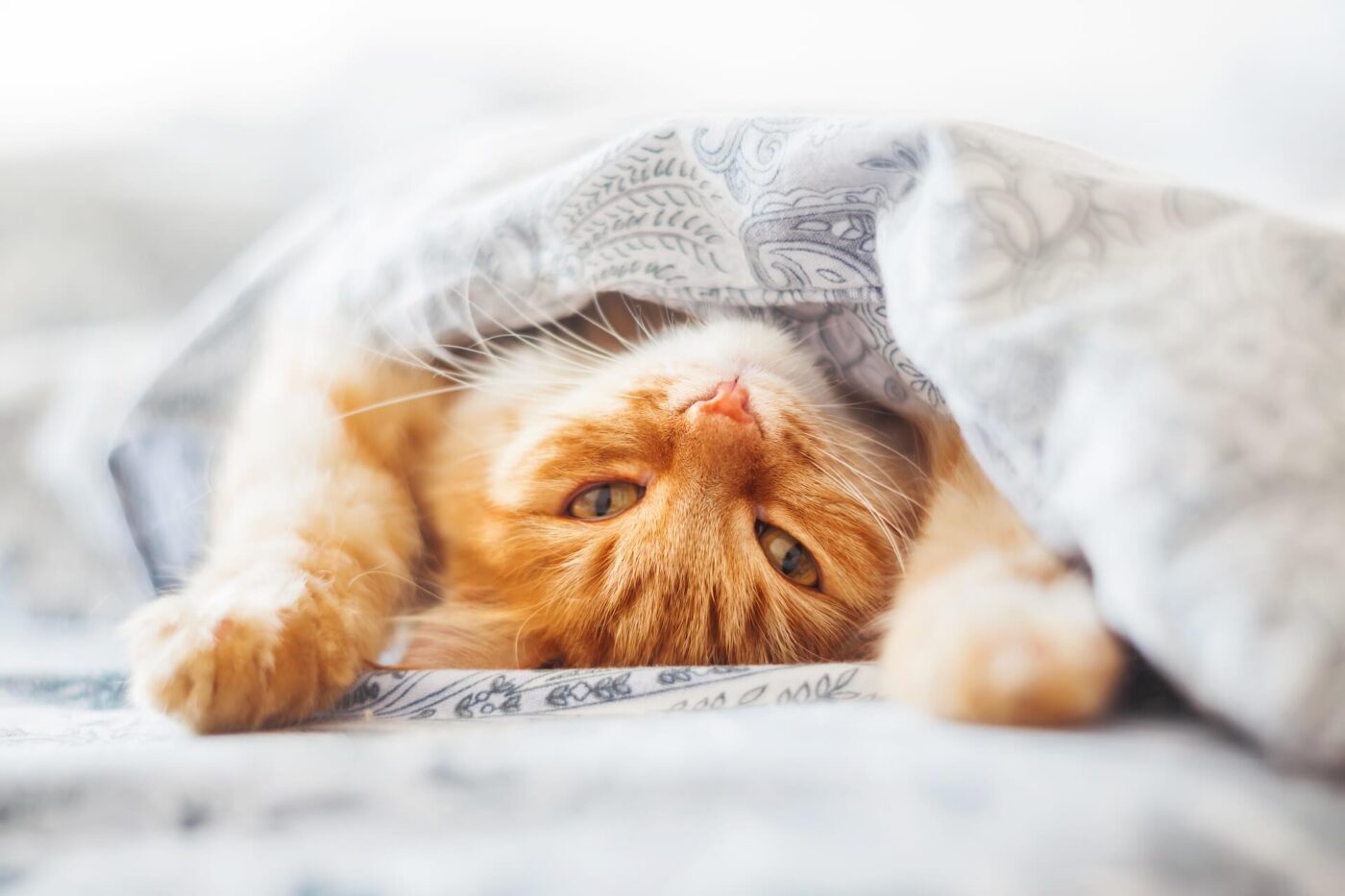 A happy cat snuggling in the blankets
