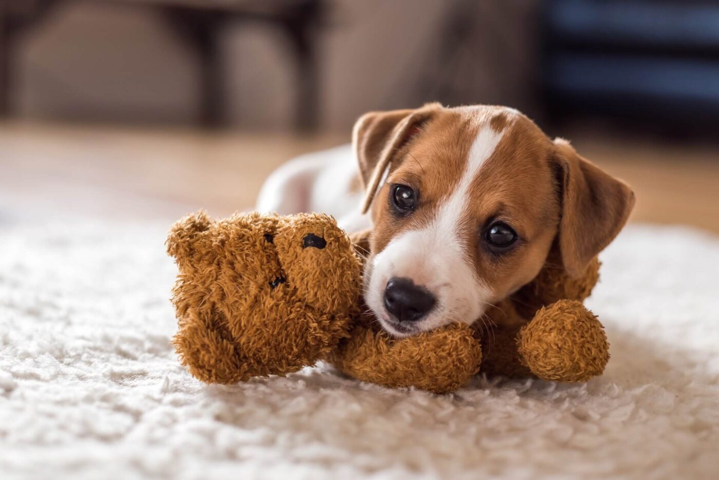 Puppy leaning on a teddy bear
